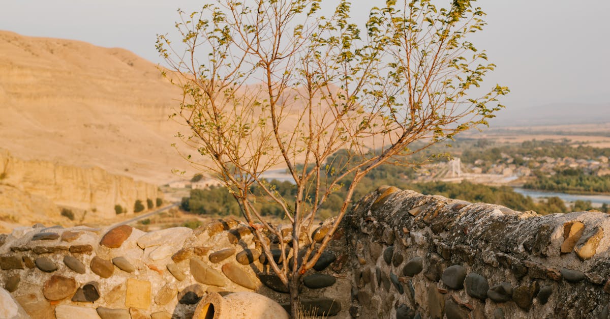 Types of Vegetation Suitable for Green Roofs